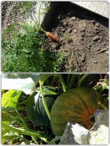 Archive picture (Harmony school community garden)