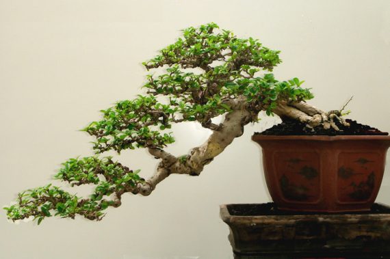 Gratuit – Atelier sur la culture de bonsaïs